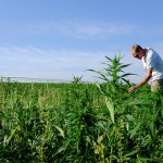 The Good and Bad Of the Marijuana Market