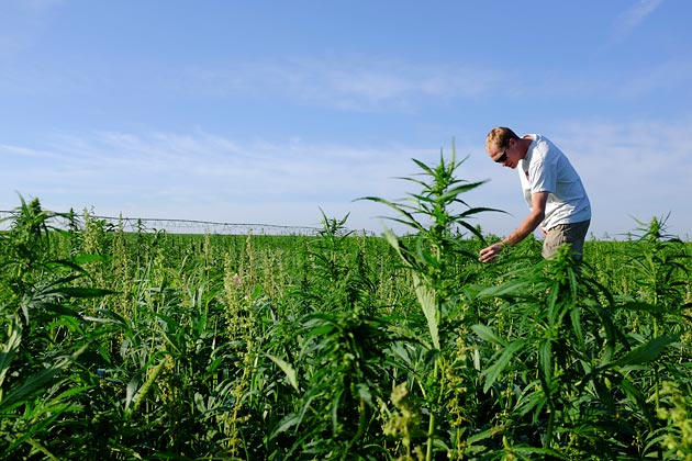 The Good and Bad Of the Marijuana Market