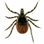 Day Trading Strategies - The Tick and How To Use It